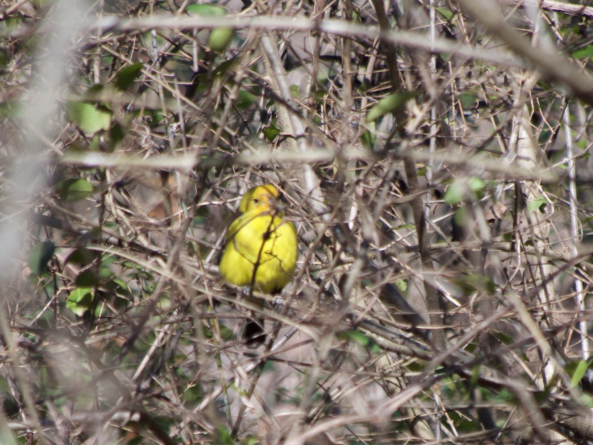 Western Tanager - ML614260551
