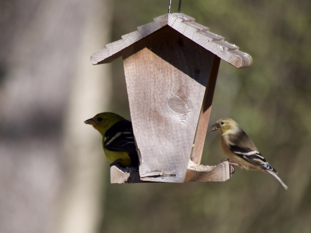 Western Tanager - ML614260553