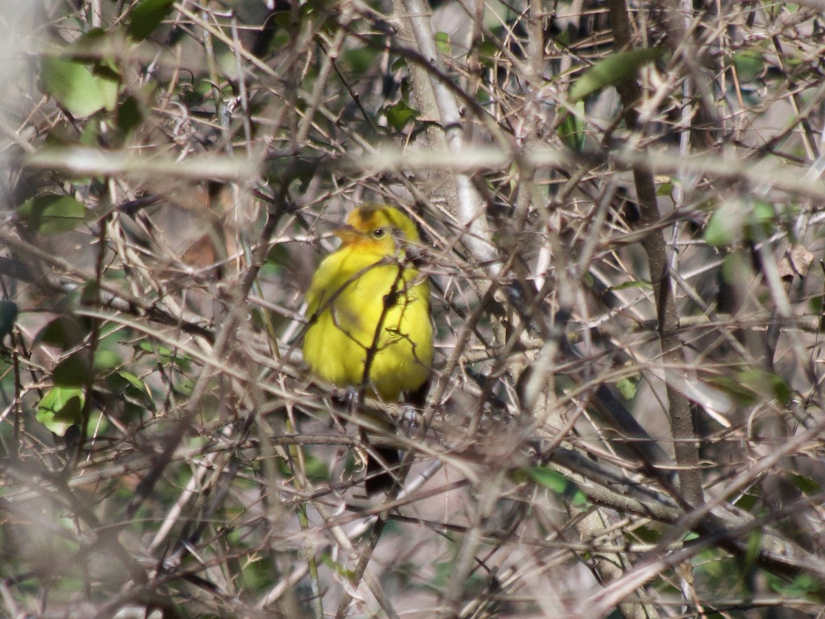 Western Tanager - ML614260554
