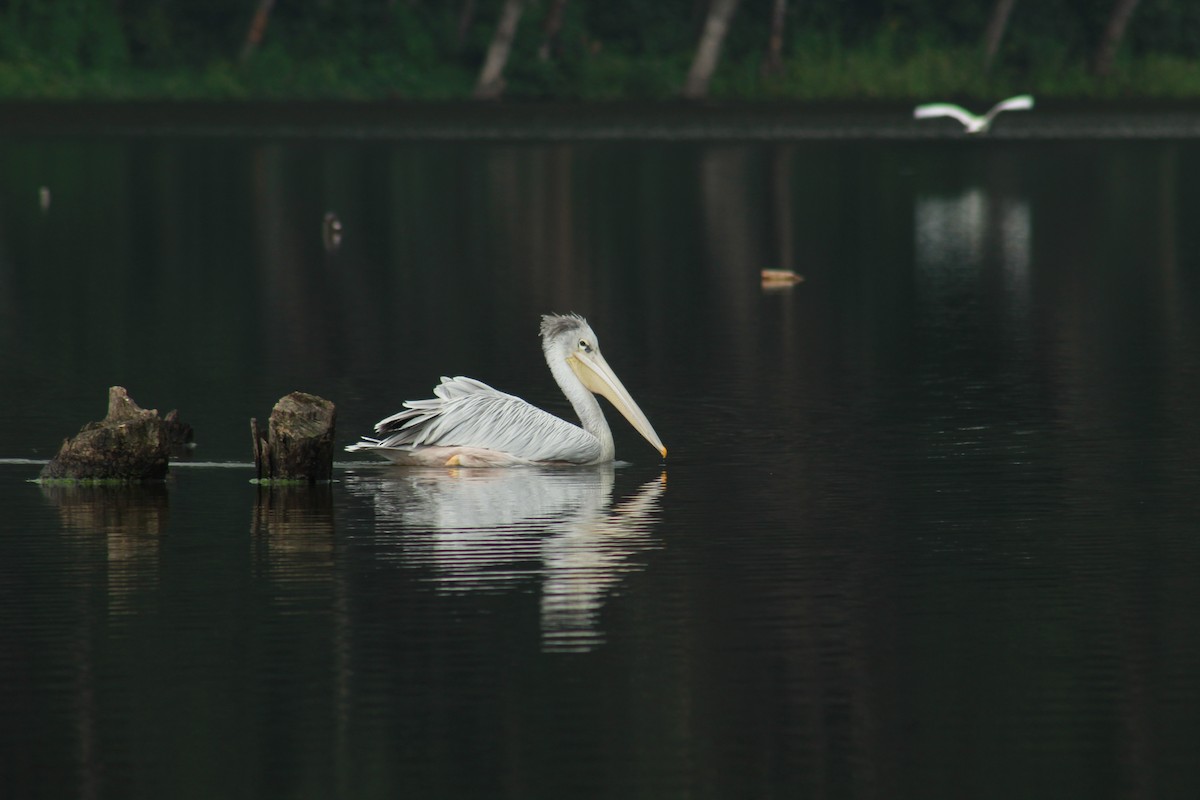 Pink-backed Pelican - ML614260610