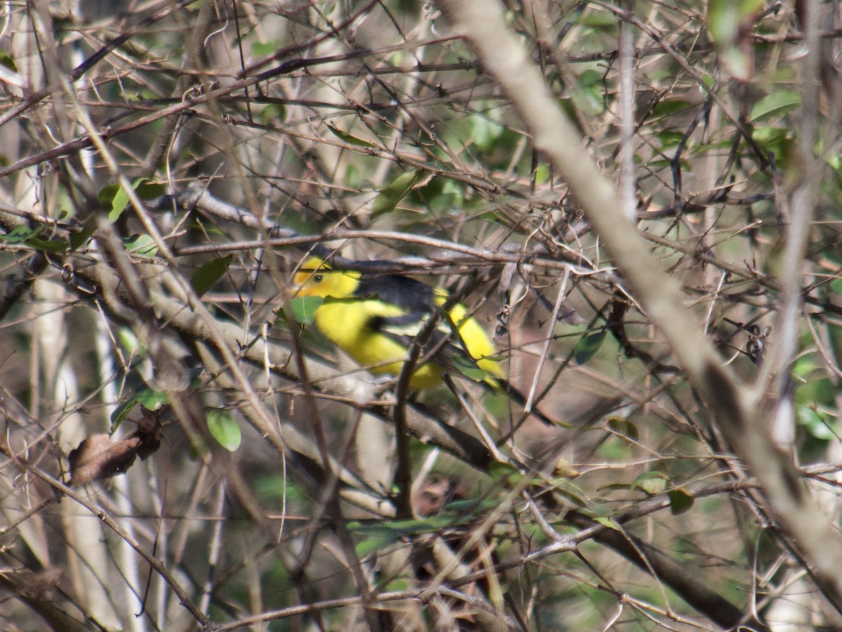Western Tanager - ML614260637