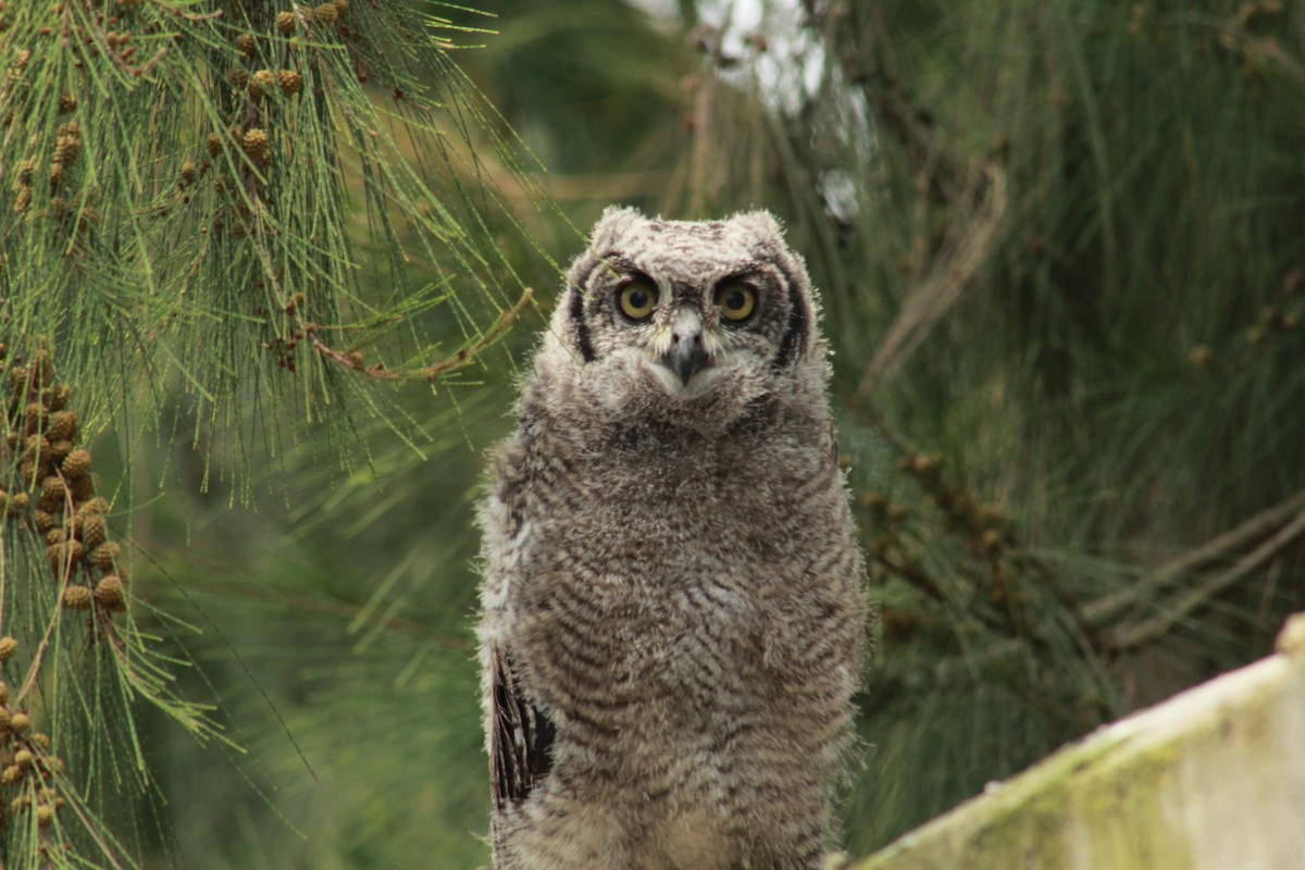 Spotted Eagle-Owl - Joseph Lionceau