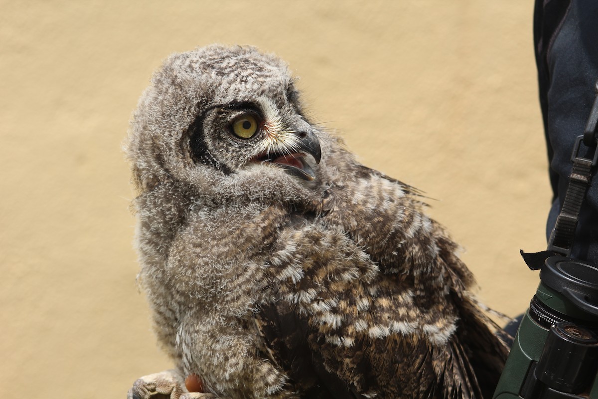 Spotted Eagle-Owl - ML614260670