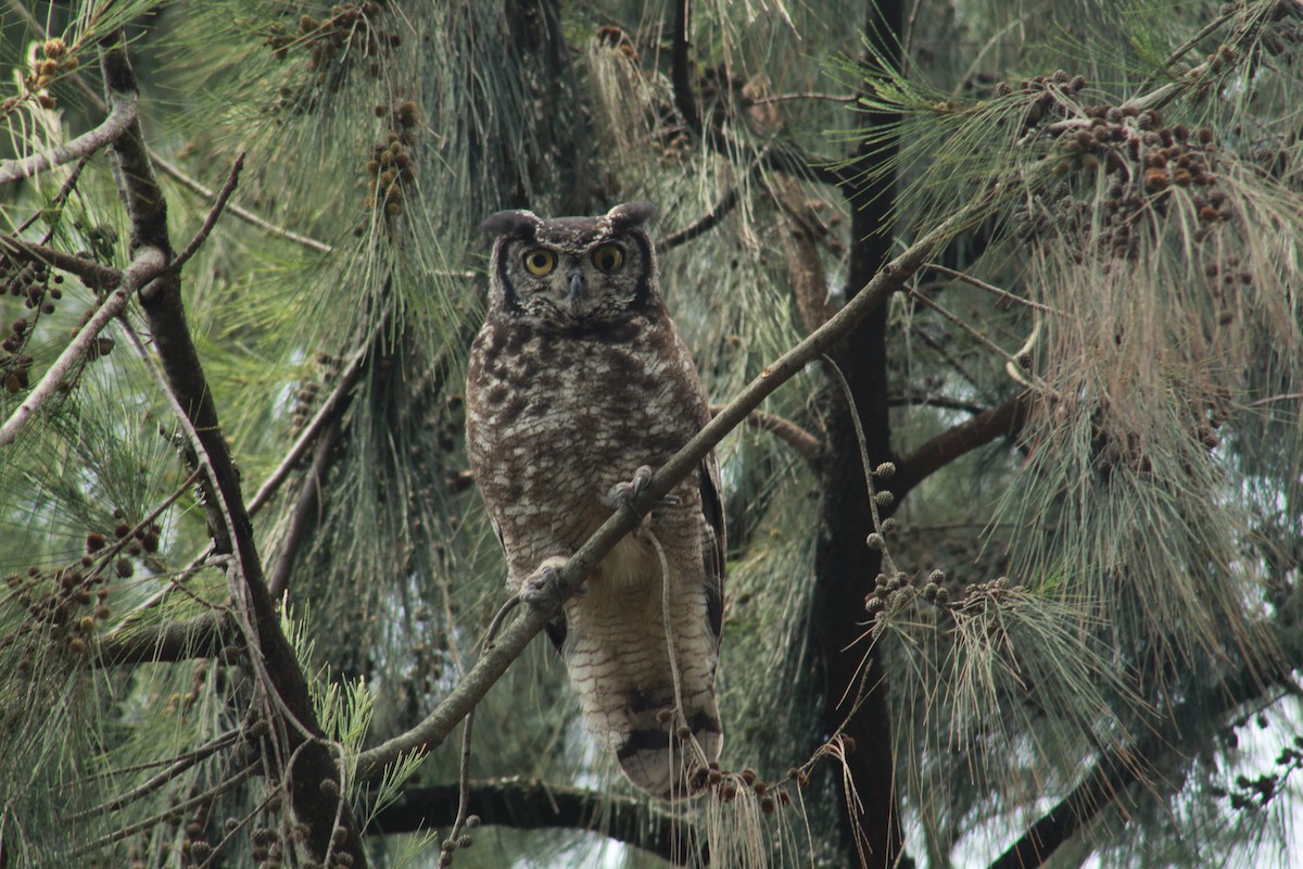 Spotted Eagle-Owl - Joseph Lionceau
