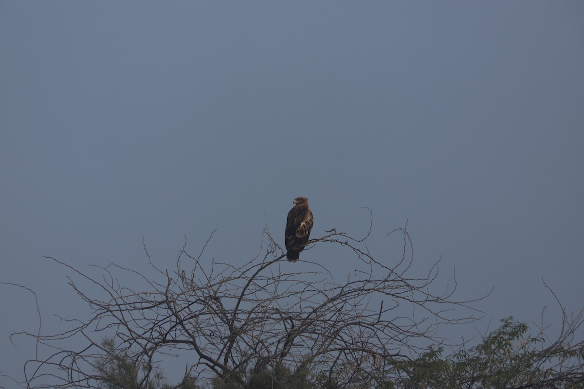 Greater Spotted Eagle - ML614260687