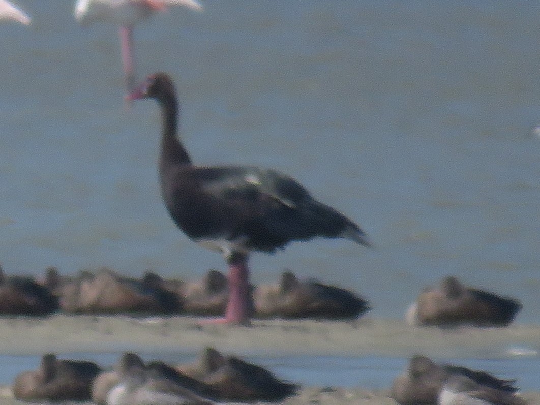 Spur-winged Goose (Southern) - ML614260715