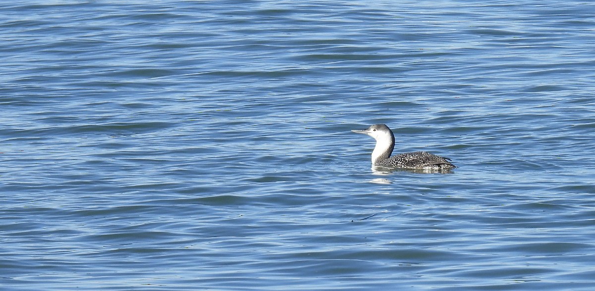 Red-throated Loon - ML614260832