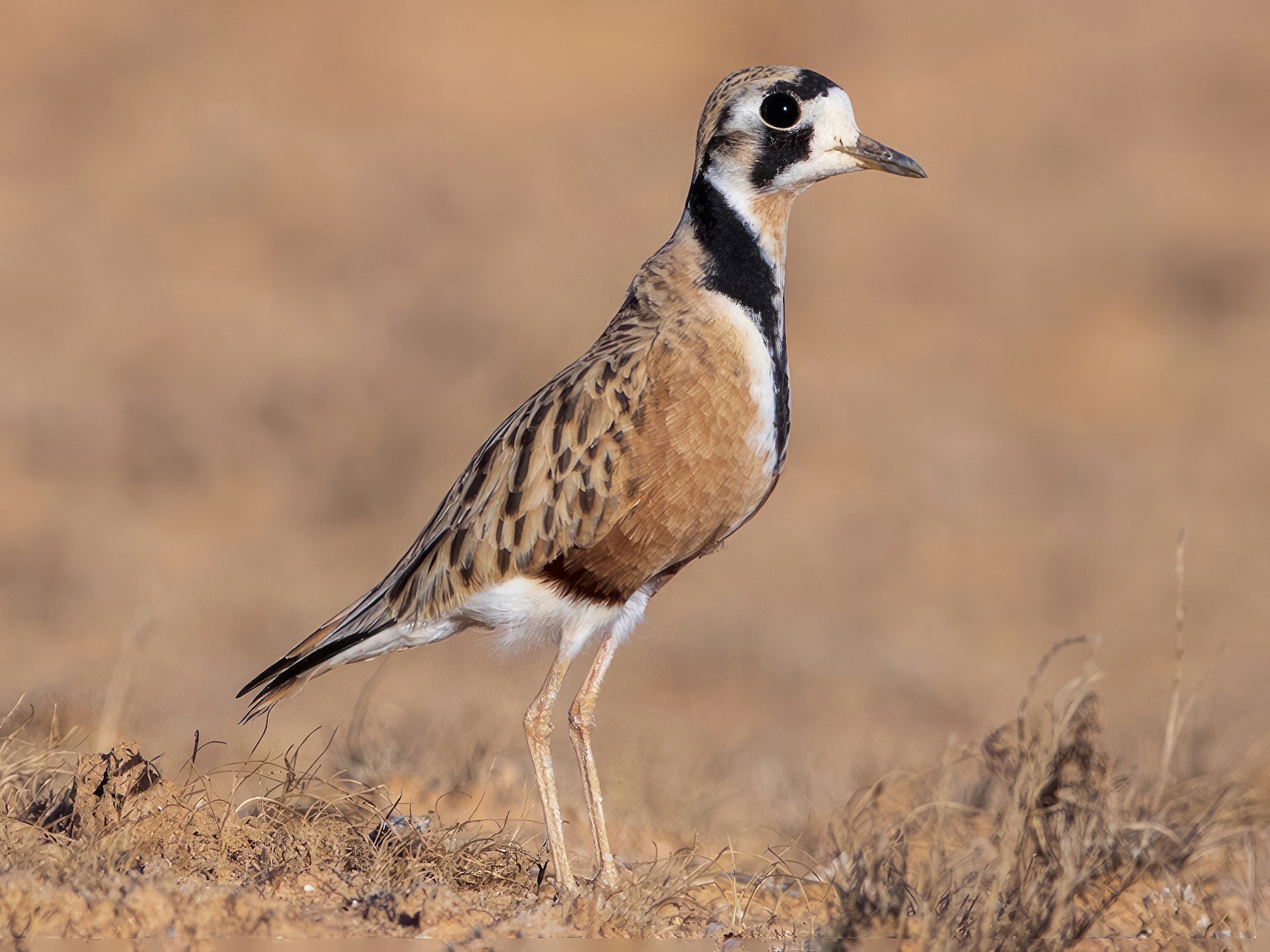 Inland Dotterel - Laurie Ross | Tracks Birding & Photography Tours