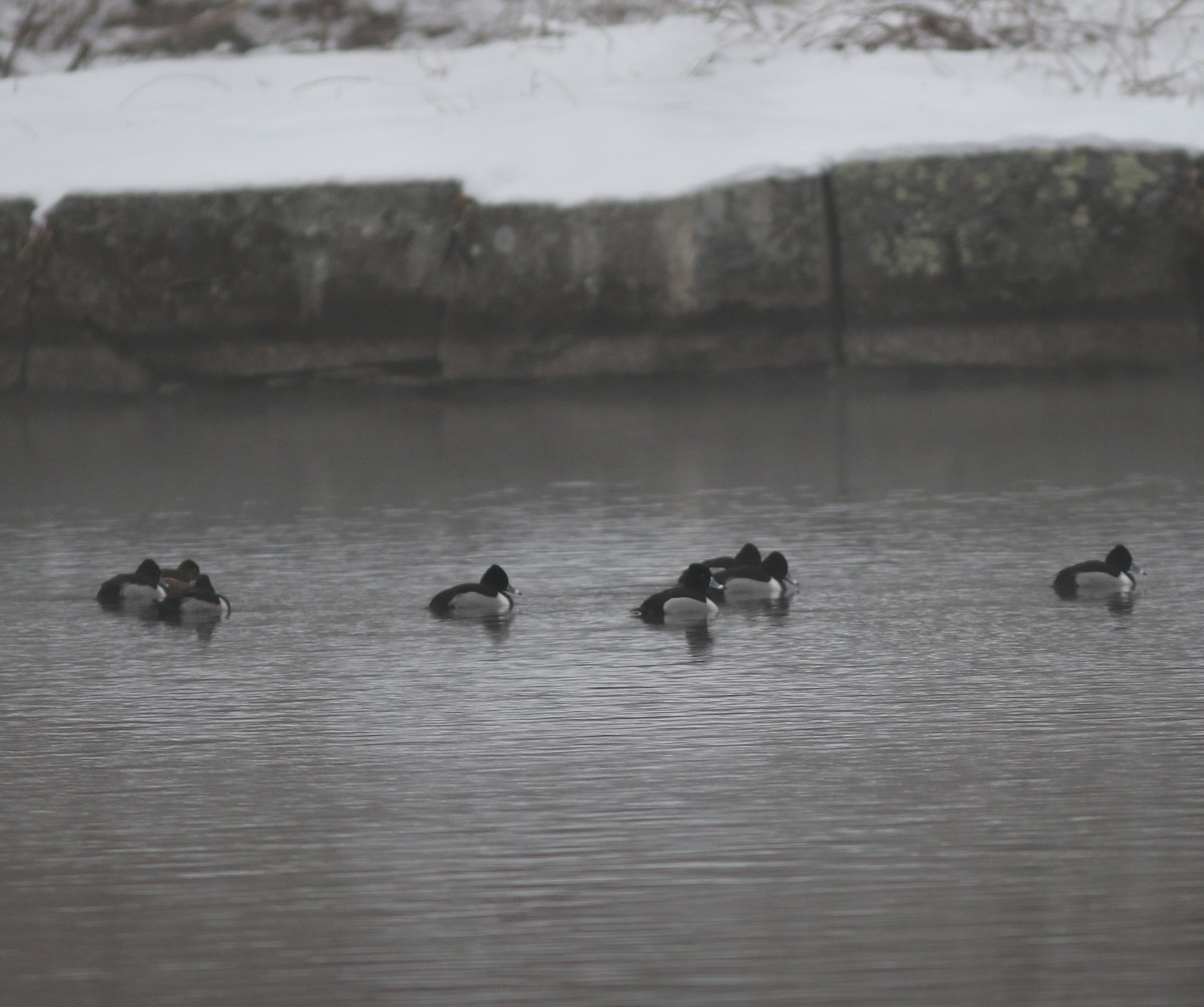 eBird Checklist - 1 Feb 2024 - Damariscotta Mills Fish Ladder - 21 species