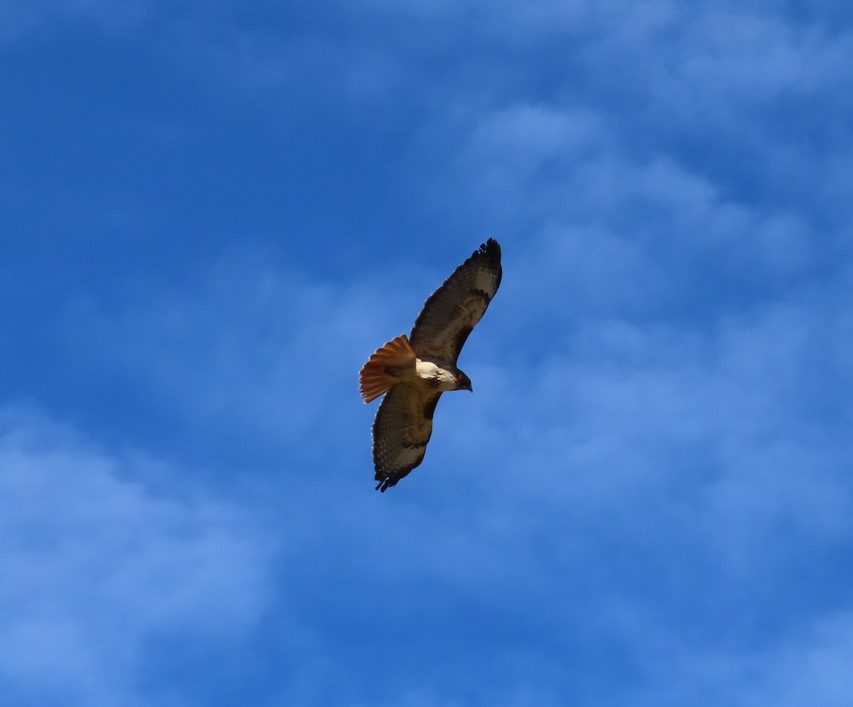 Red-tailed Hawk - Kim Springer