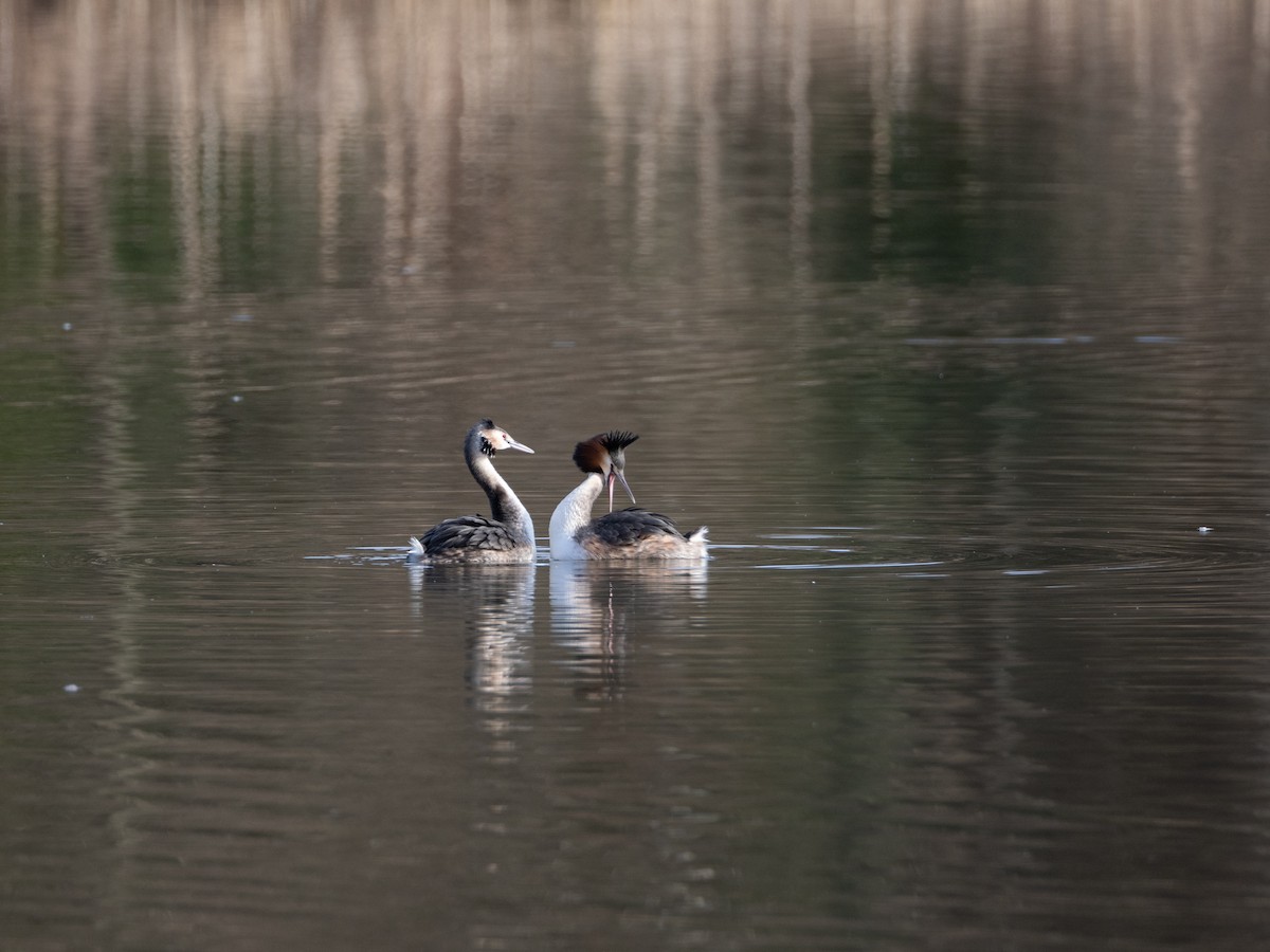 Great Crested Grebe - ML614261579