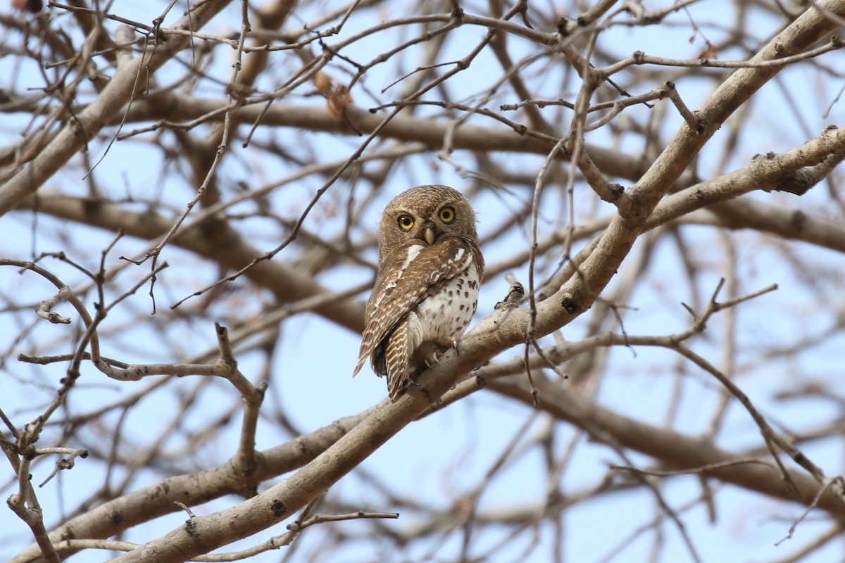 African Barred Owlet - ML614262009