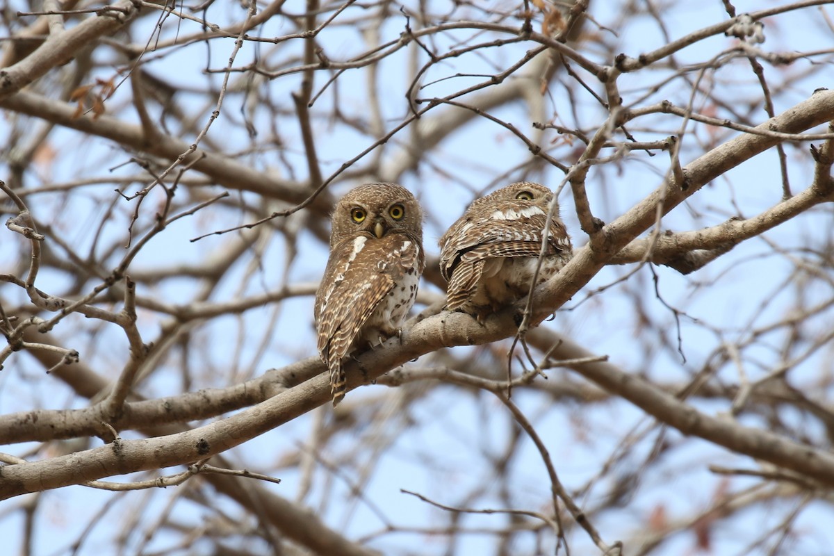 African Barred Owlet - ML614262010