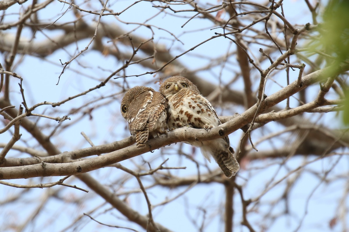 African Barred Owlet - ML614262012