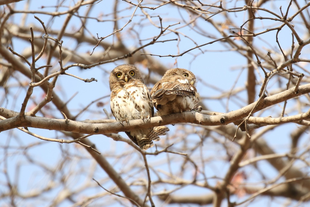 African Barred Owlet - ML614262013