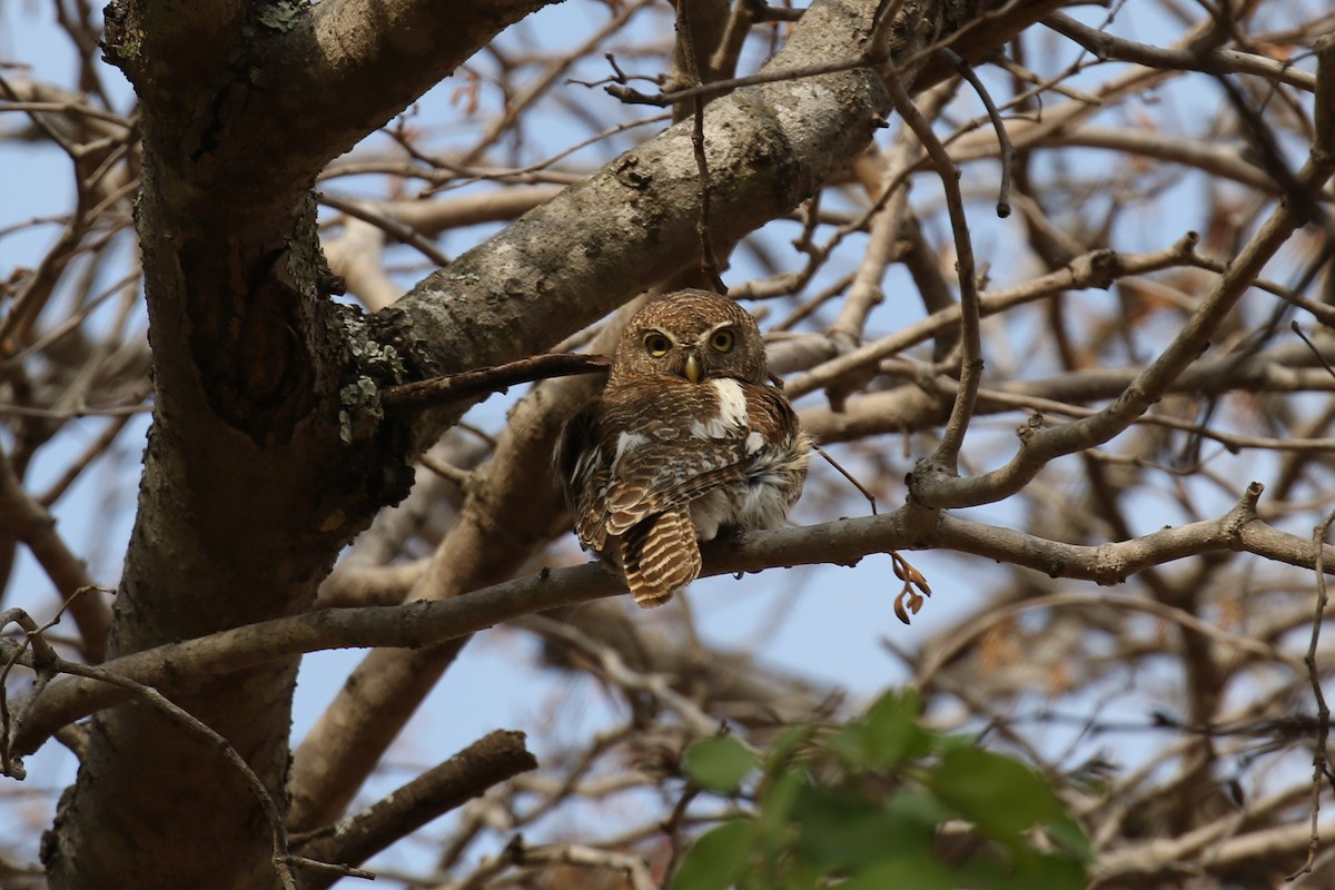 African Barred Owlet - ML614262015