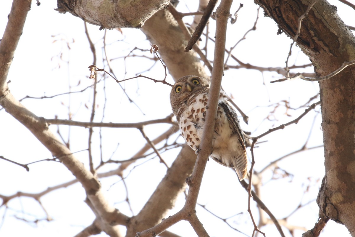 African Barred Owlet - ML614262016