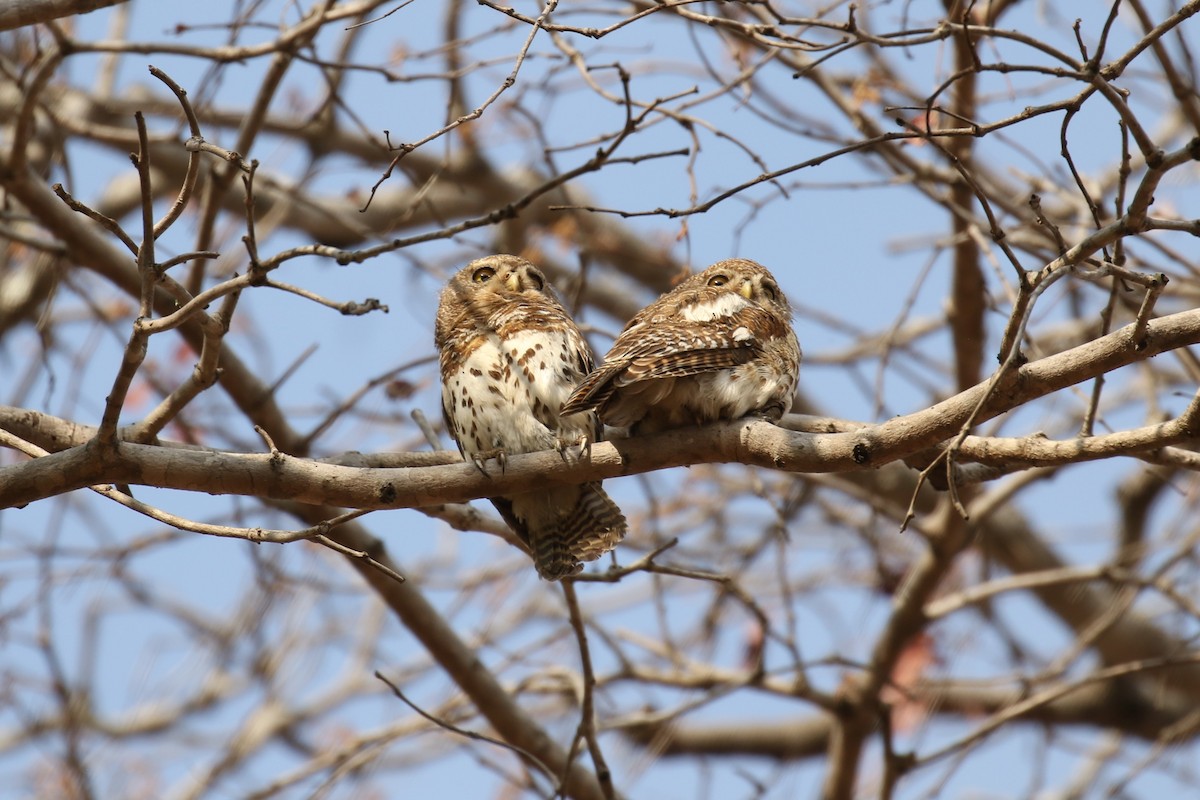 African Barred Owlet - Fikret Ataşalan