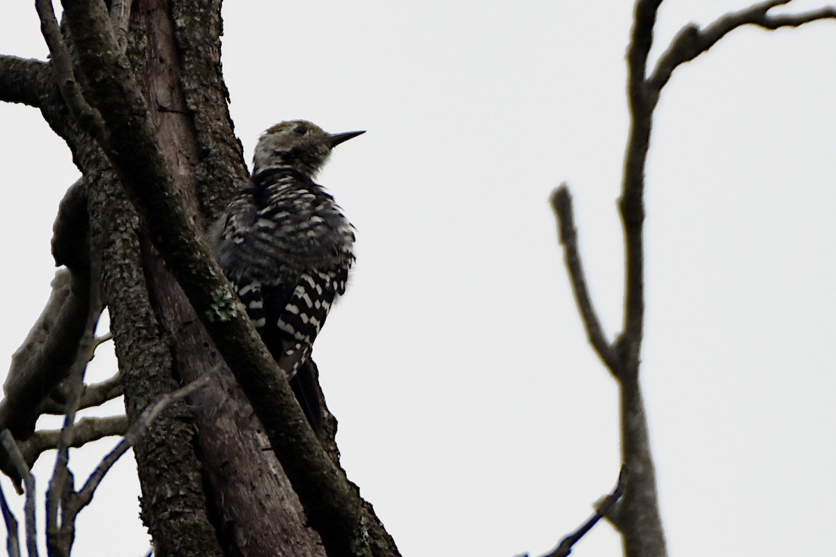 Brown-fronted Woodpecker - ML614262018