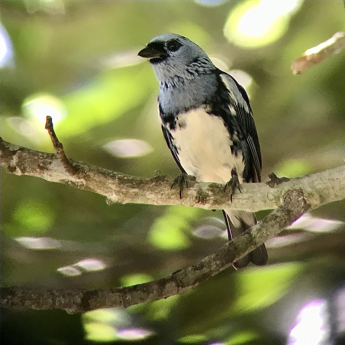 White-bellied Tanager - ML614262041