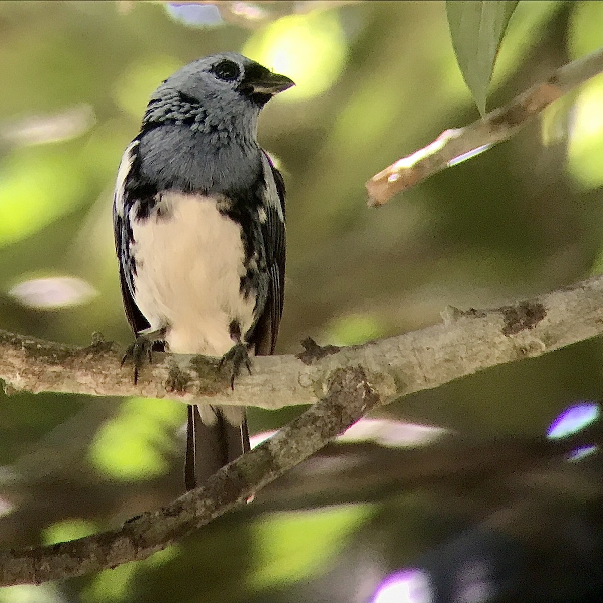 White-bellied Tanager - ML614262042