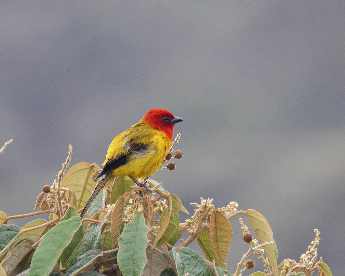 Red-hooded Tanager - ML614262335