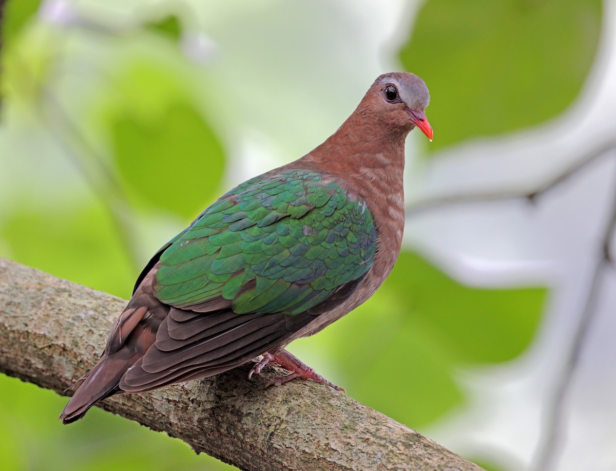 Asian Emerald Dove - ML614262531