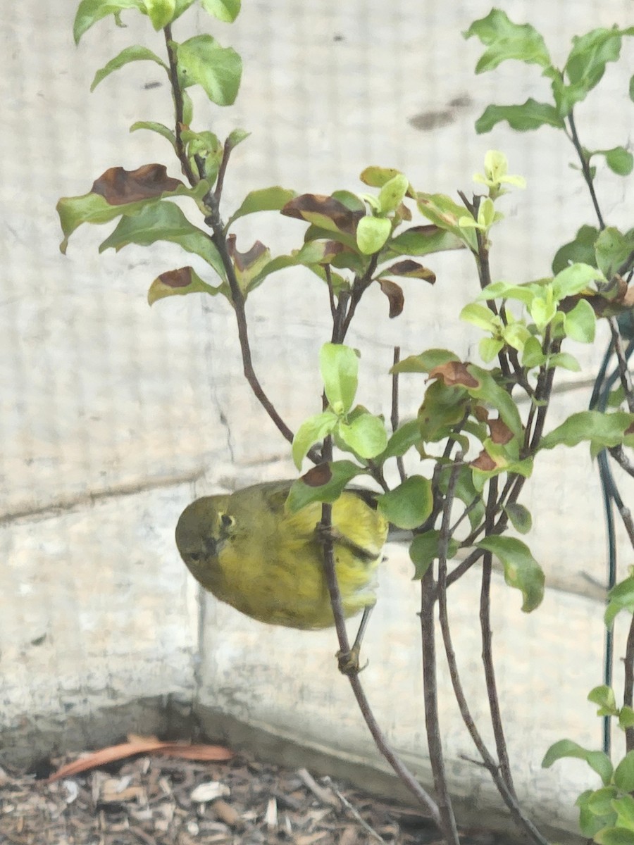 Orange-crowned Warbler - ML614262580
