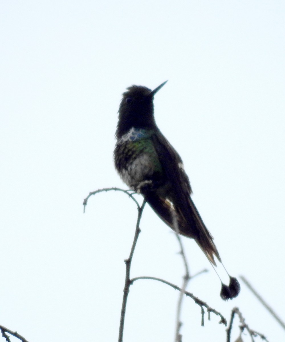 kolibřík pálkoocasý - ML614262585