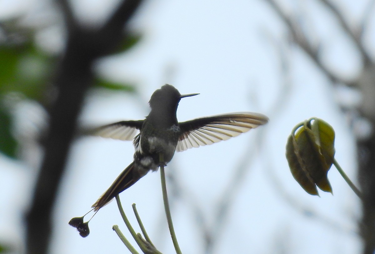 kolibřík pálkoocasý - ML614262586