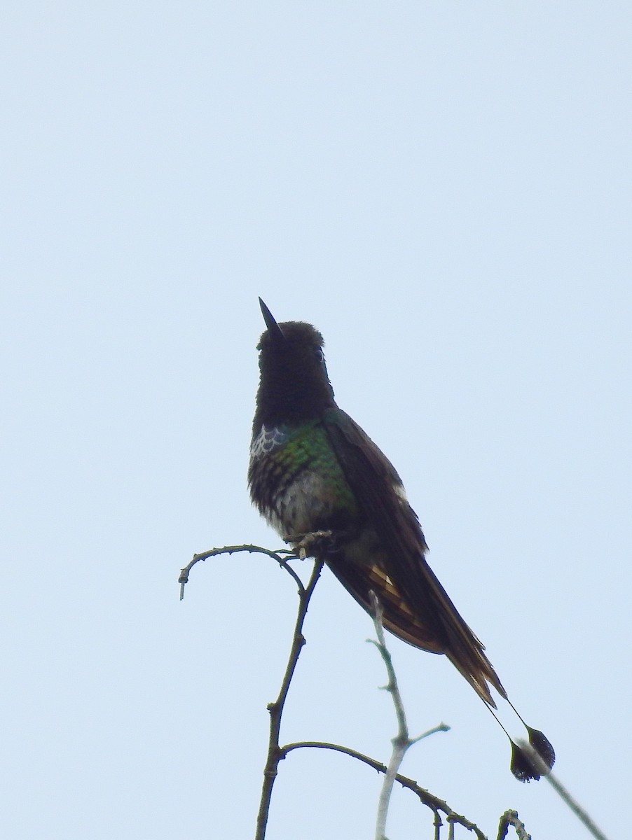 kolibřík pálkoocasý - ML614262587