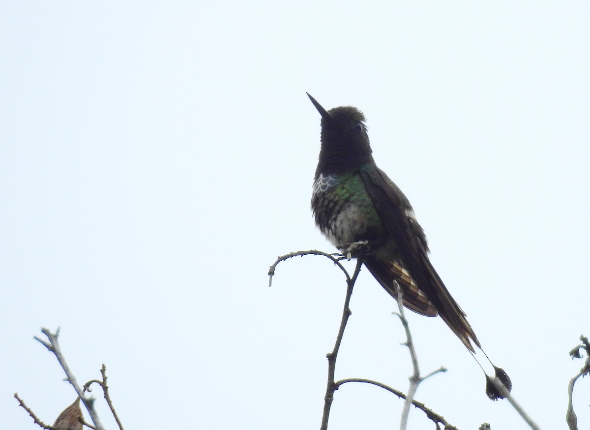 kolibřík pálkoocasý - ML614262588