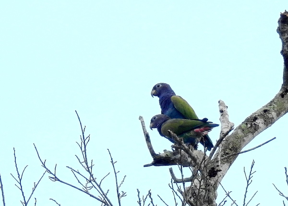 Blue-headed Parrot (Reichenow's) - ML614262804