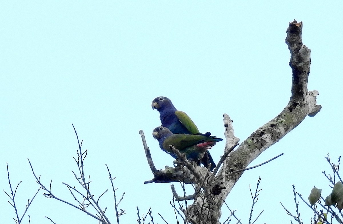 Blue-headed Parrot (Reichenow's) - ML614262805