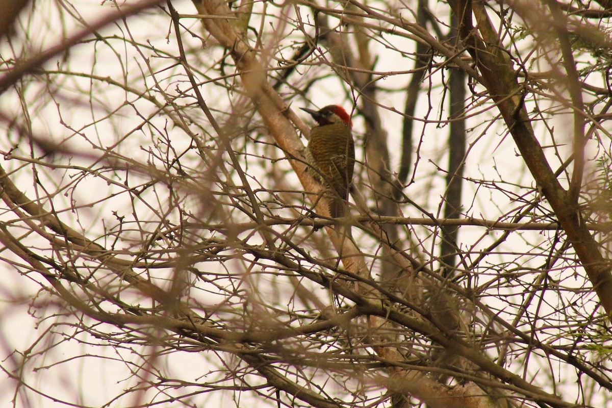 Black-necked Woodpecker - ML614262855