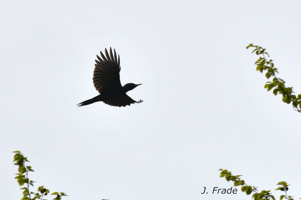 Black Woodpecker - ML614263075