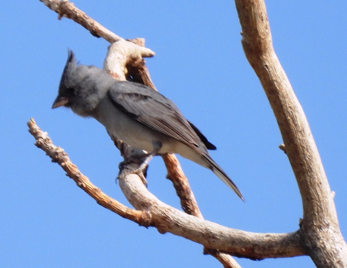 Gray-crested Finch - ML614263171