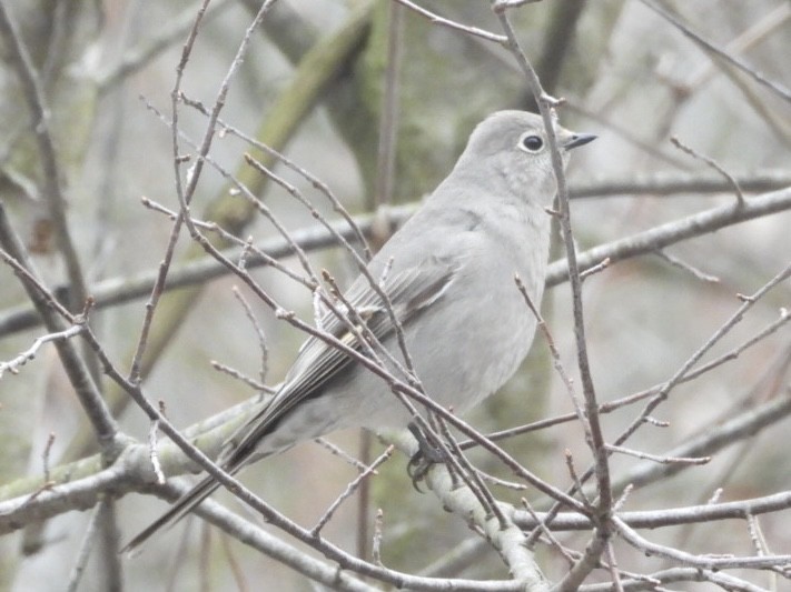 Townsend's Solitaire - ML614263249