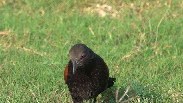 Greater Coucal - ML614263378