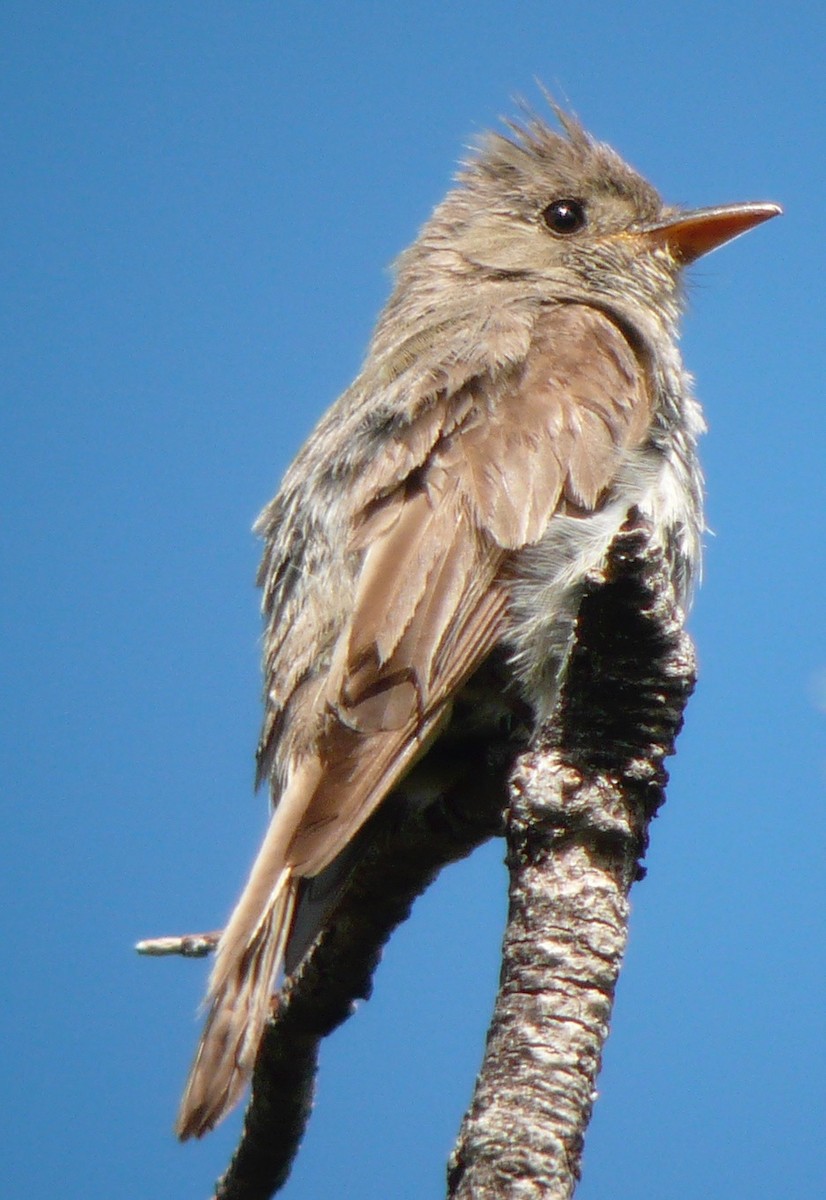 Greater Pewee - ML614263627