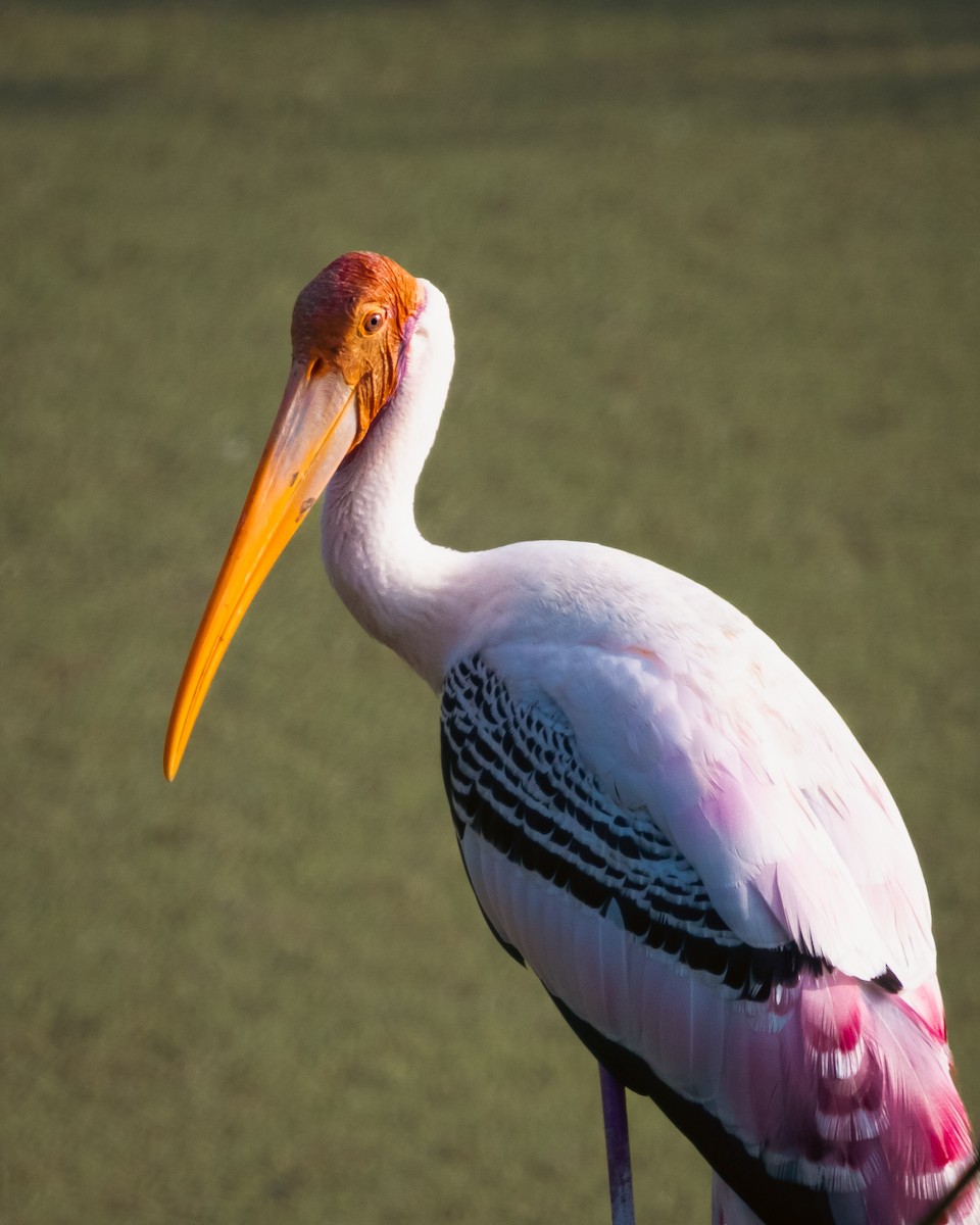 Painted Stork - krithik sankar