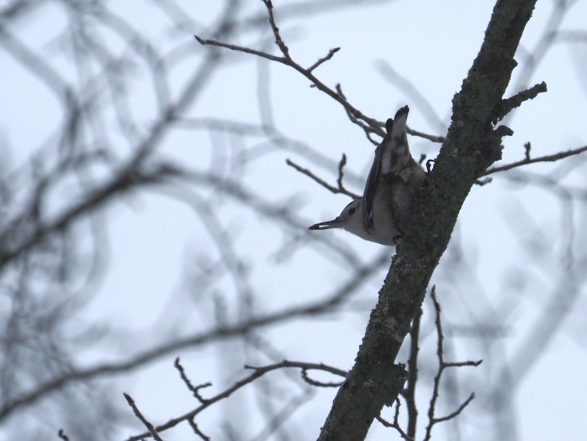 White-breasted Nuthatch (Eastern) - ML614263972