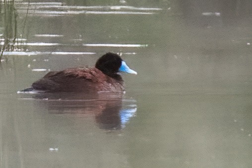 Blue-billed Duck - ML614264147