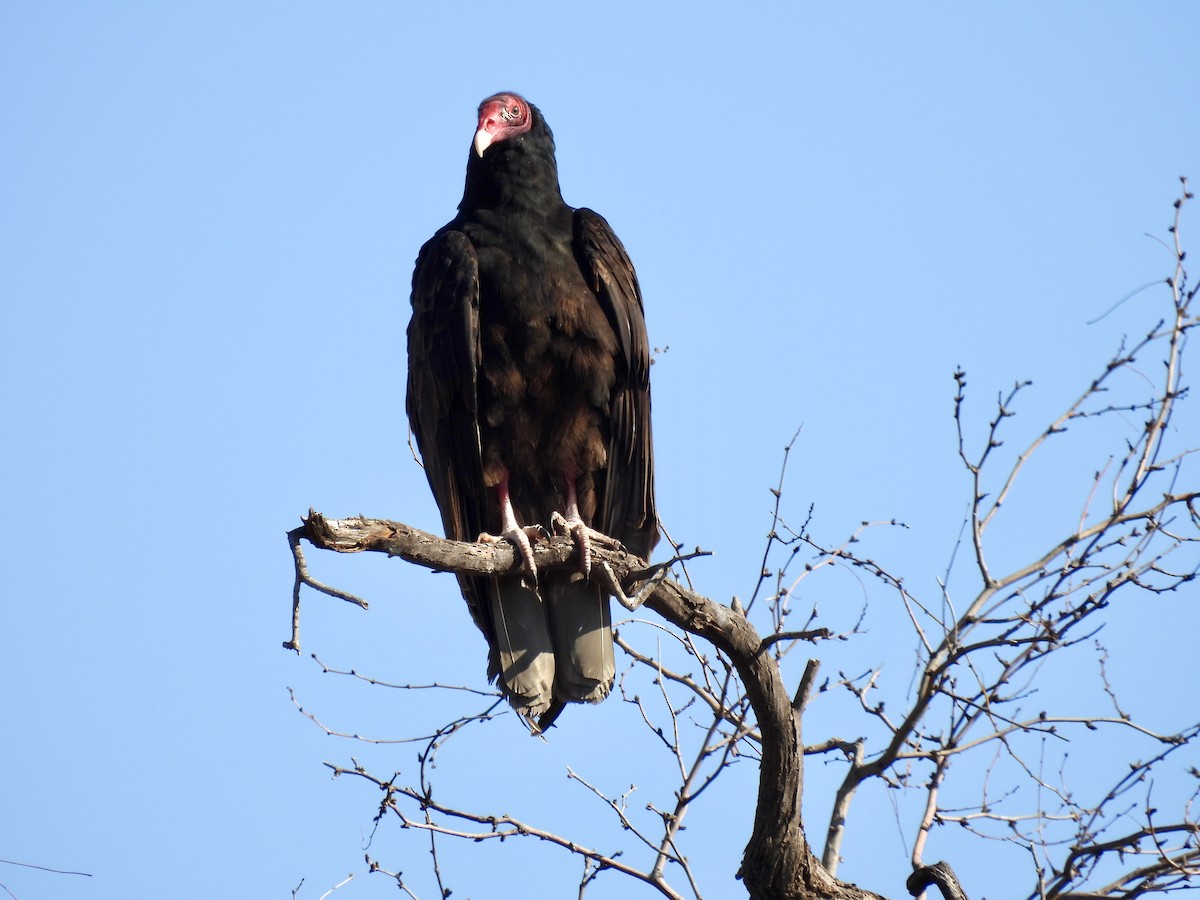 Turkey Vulture - ML614264275