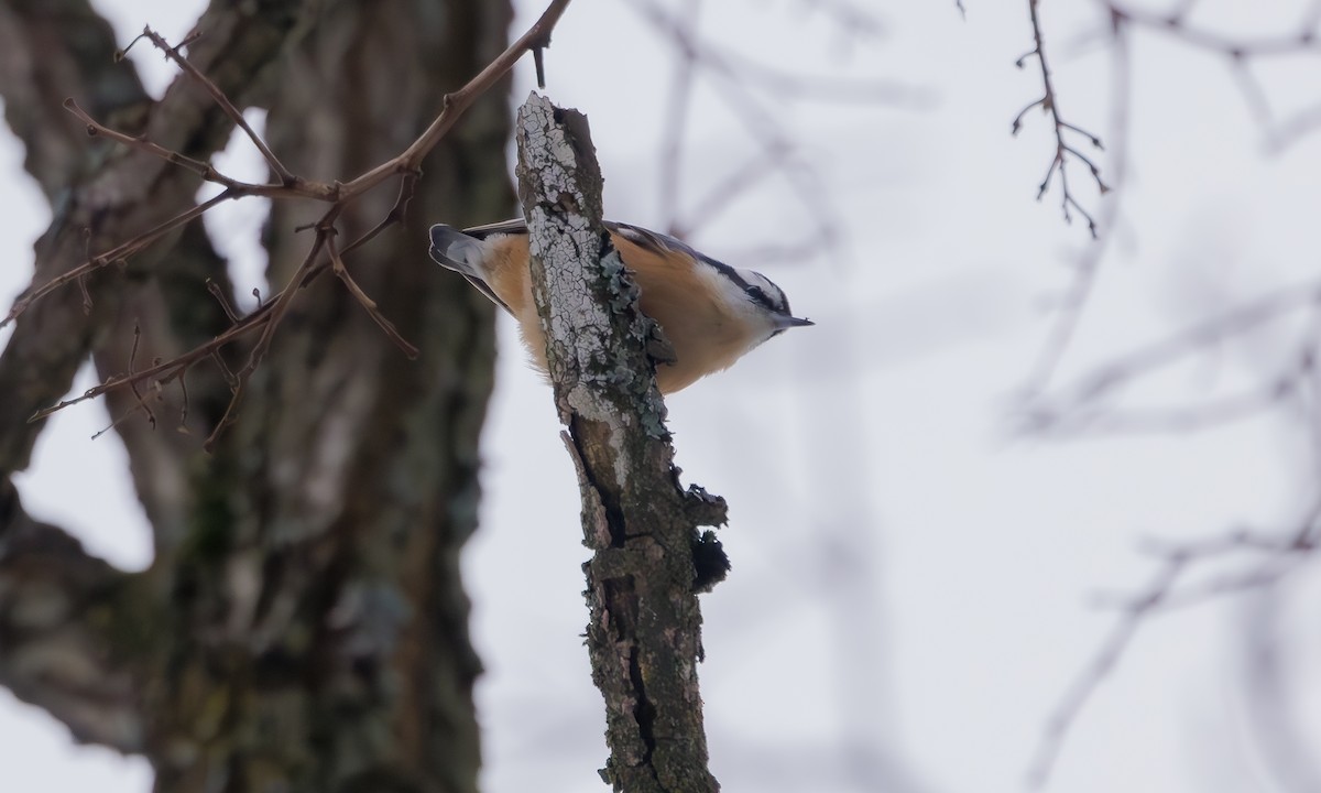 Red-breasted Nuthatch - Steve Kelling