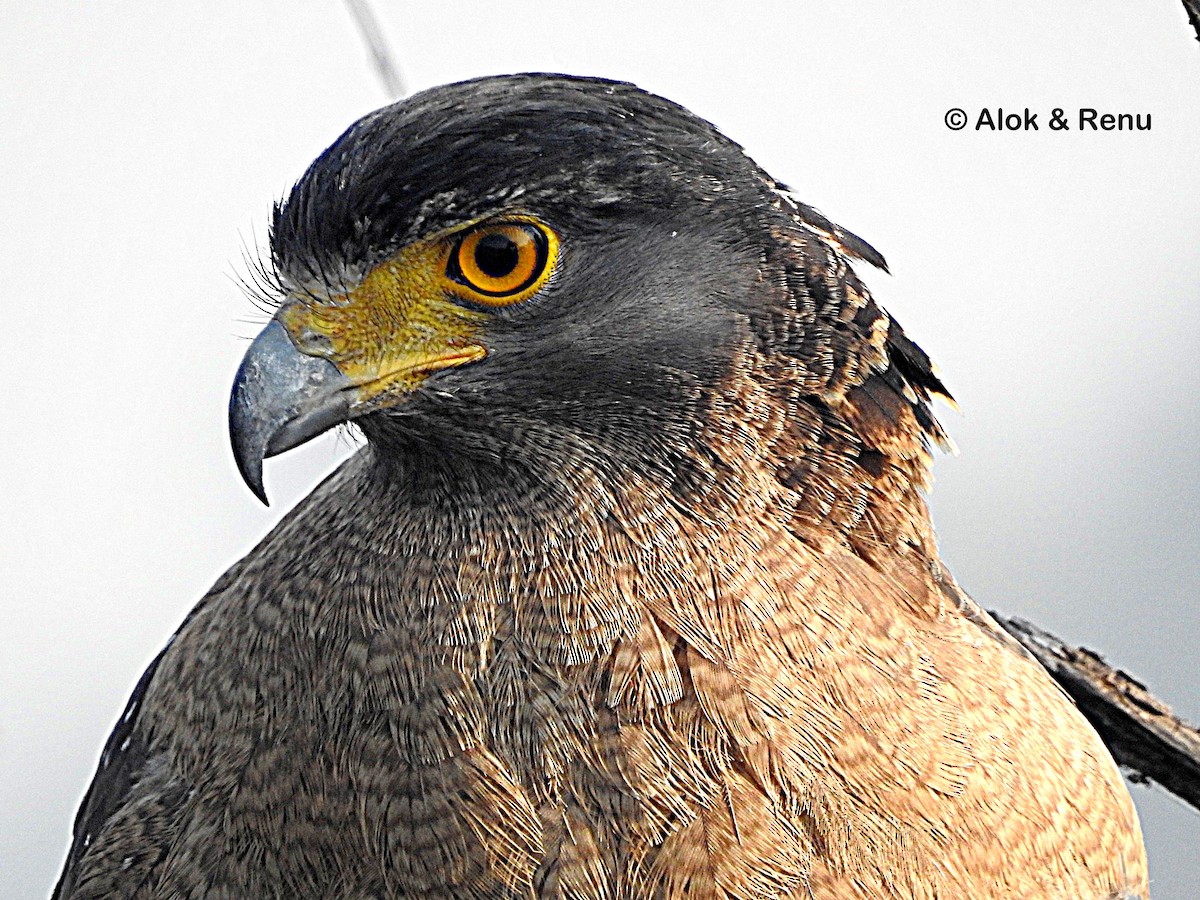 Crested Serpent-Eagle - ML614264409