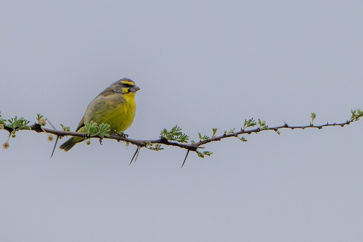 Yellow-fronted Canary - ML614264500
