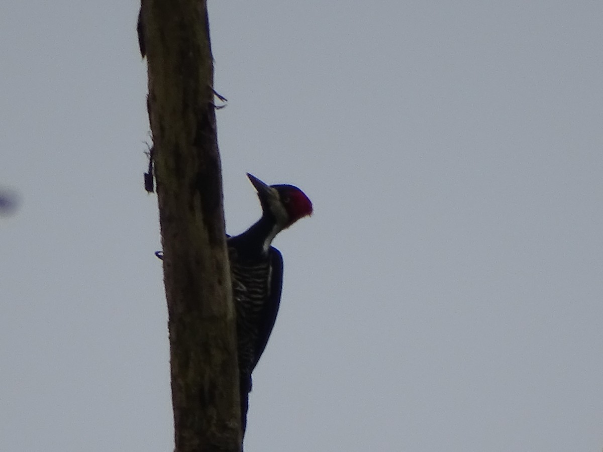 Crimson-crested Woodpecker - ML614264628