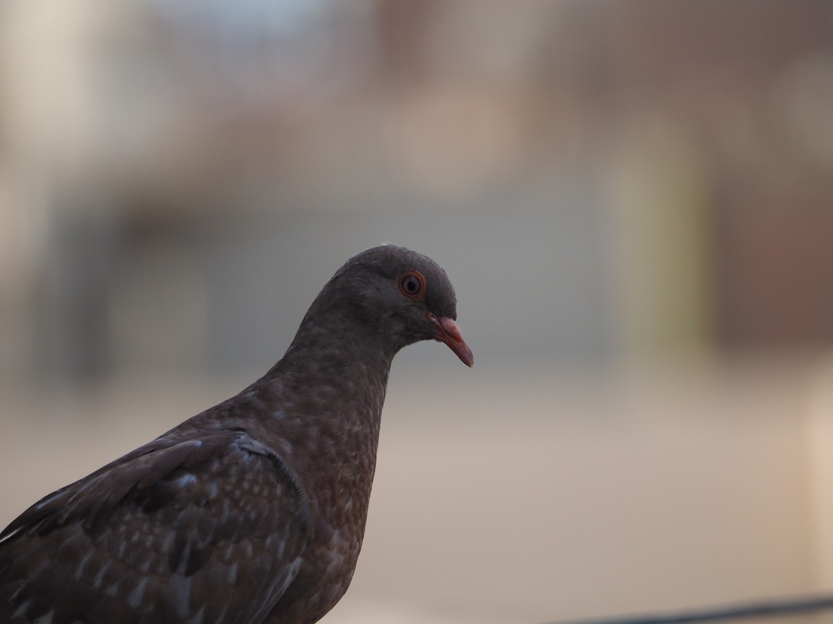 Rock Pigeon (Feral Pigeon) - ML614264893