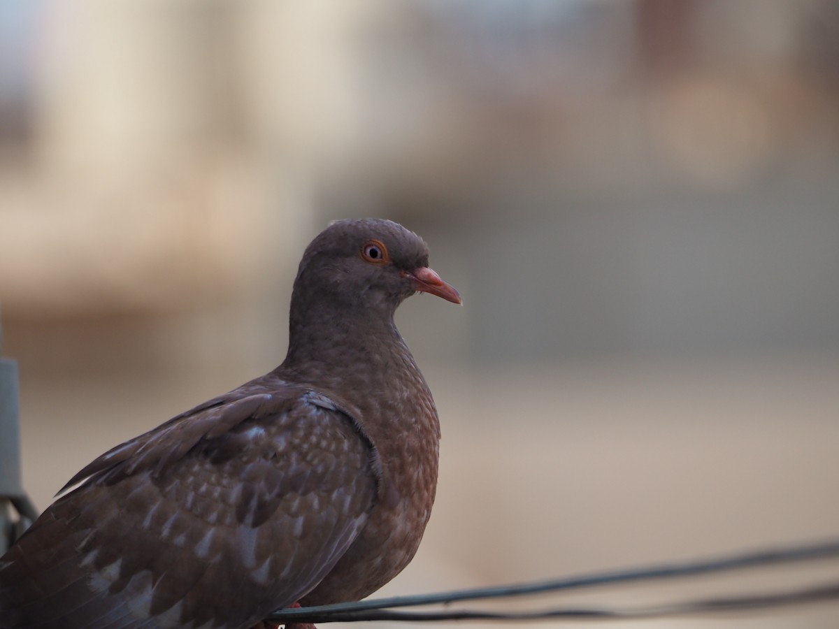 Rock Pigeon (Feral Pigeon) - ML614264894